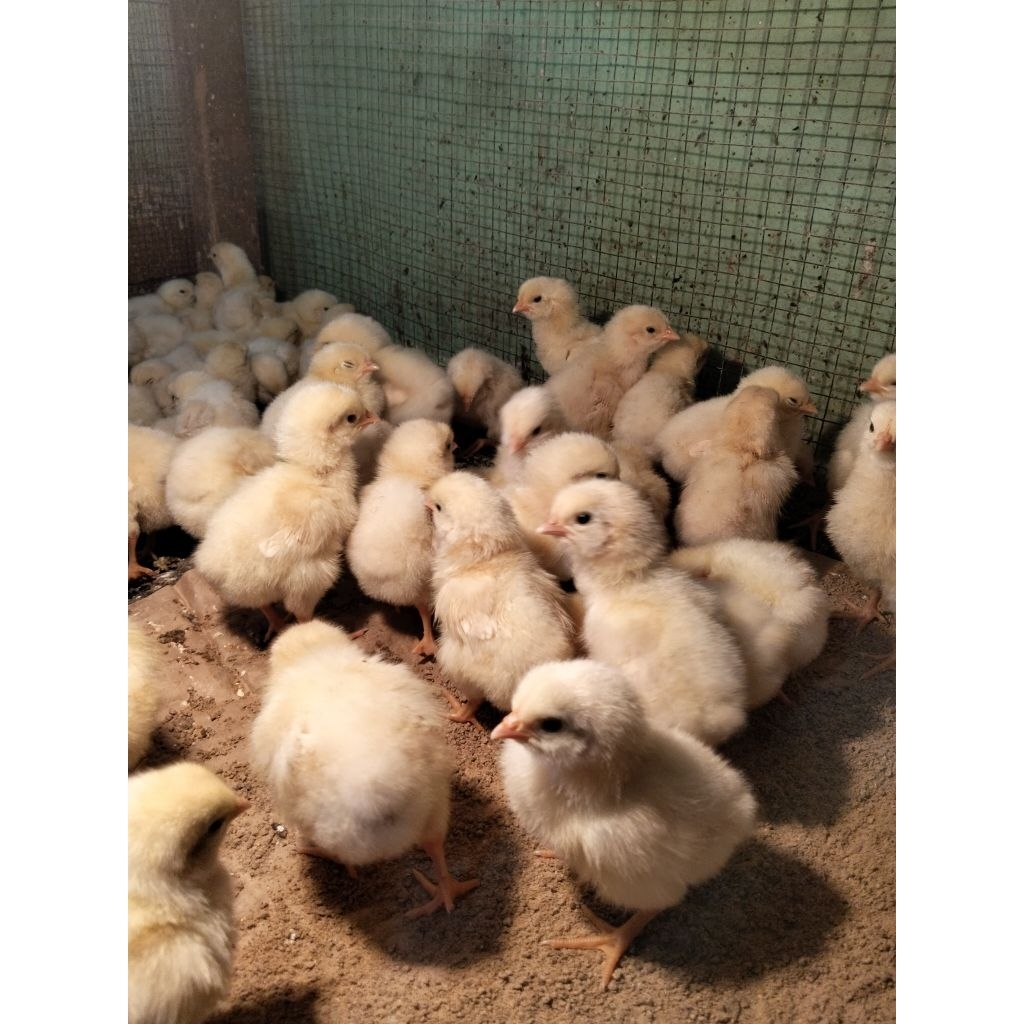 Boiler Hidup - Bibit Ayam Potong Boiler - Boiler Kecil - Doc Boiler