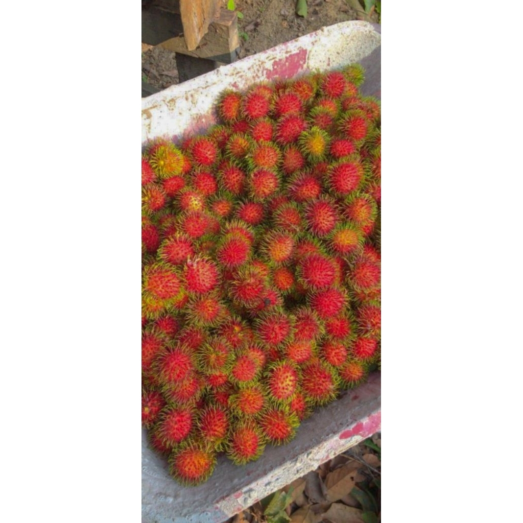 Buah rambutan asli binjai 1kg