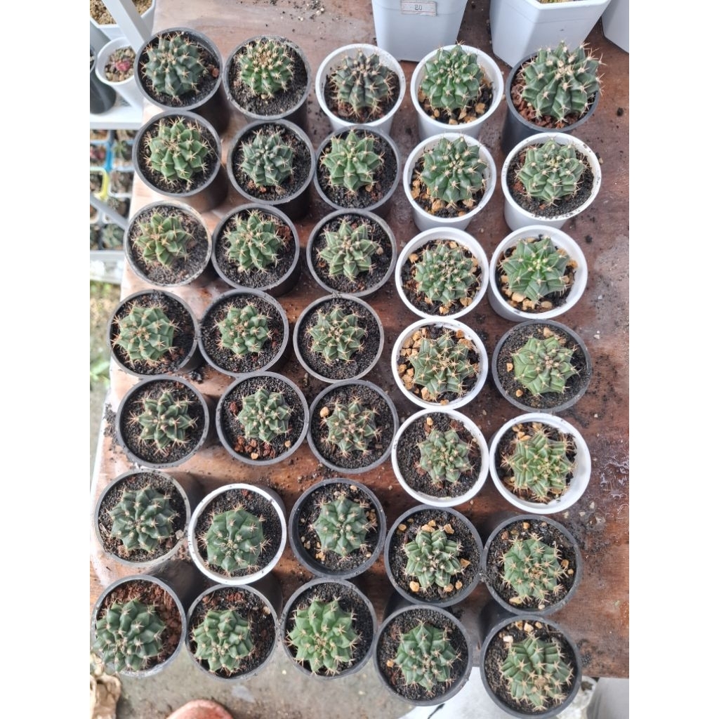 Kaktus/gymno/miha/LB hybrid seedling