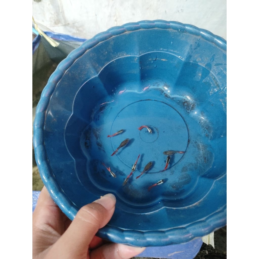Guppy prtd sepasang