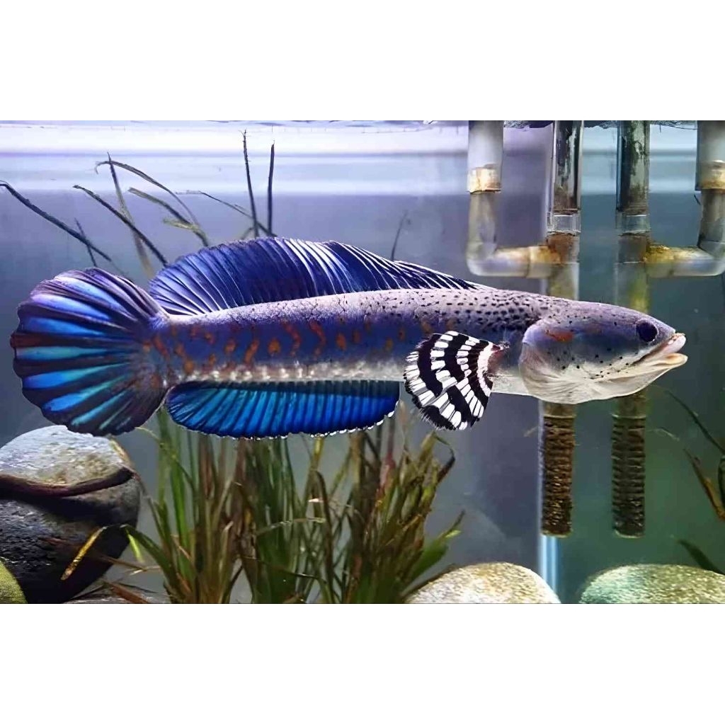 STICKER CHANNA BLUE PULCHRA 7-9CM