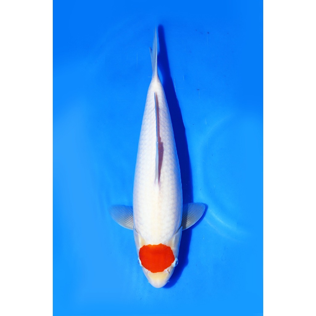 TKC Koi Import Tancho Kohaku Marudo Koi Farm Size 38 cm - Tropikal Koi