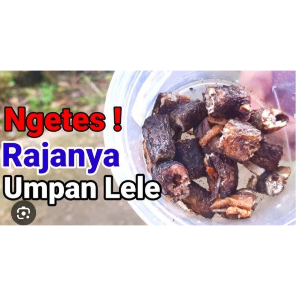 belut bakar umpan mancing ikan lele