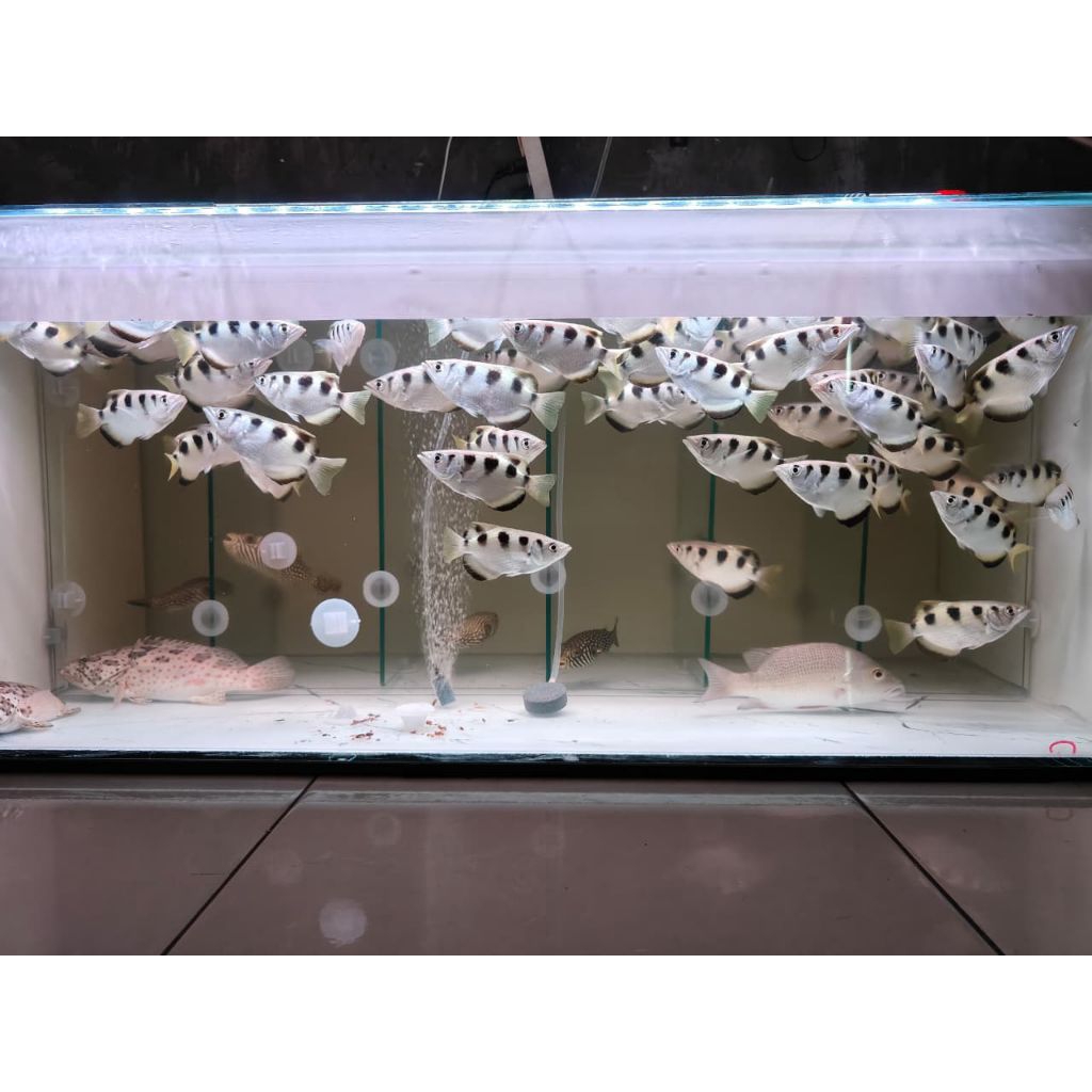 Archer Fish / Ikan Sumpit size 11 12cm