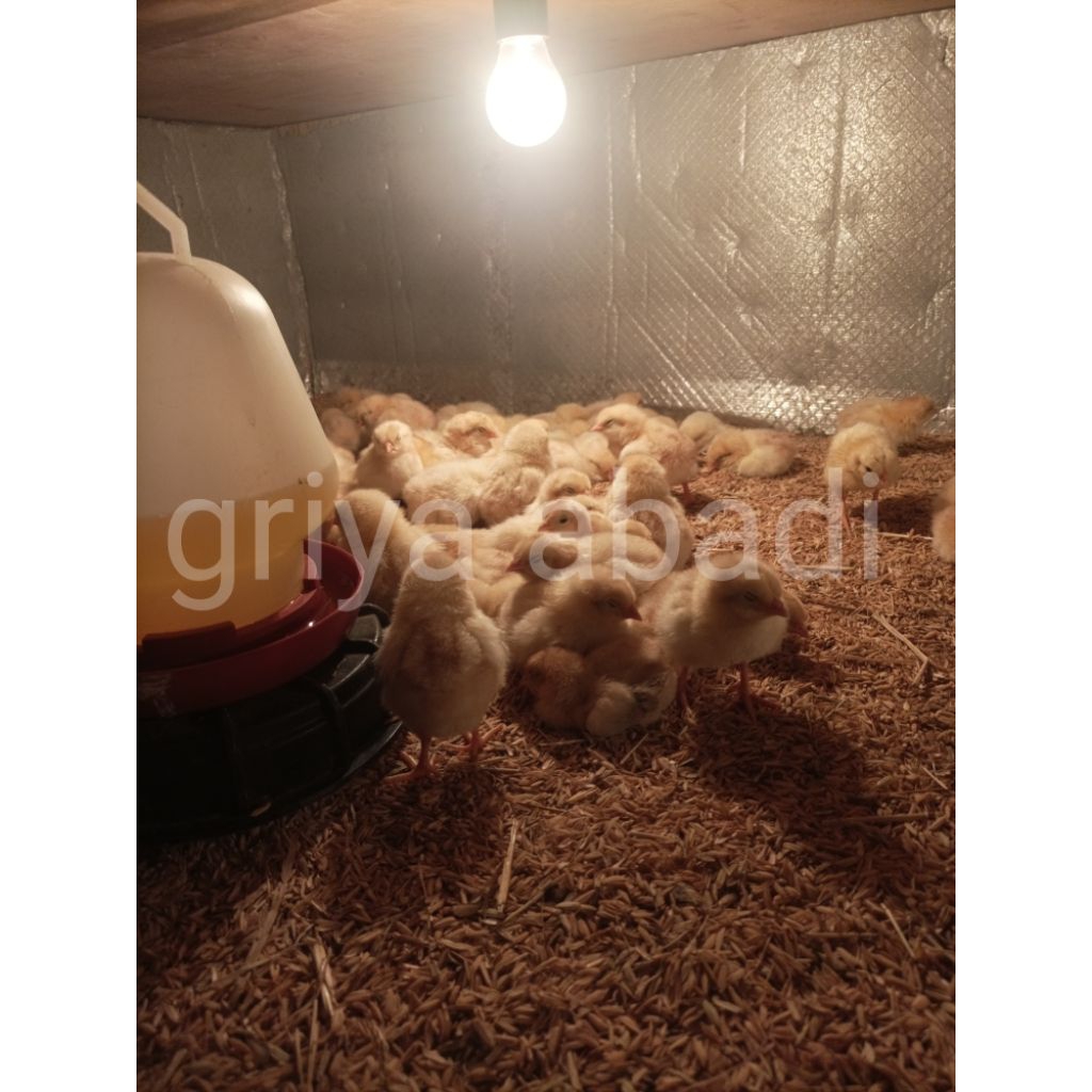 doc ayam petelur merah paket hemat isi 5