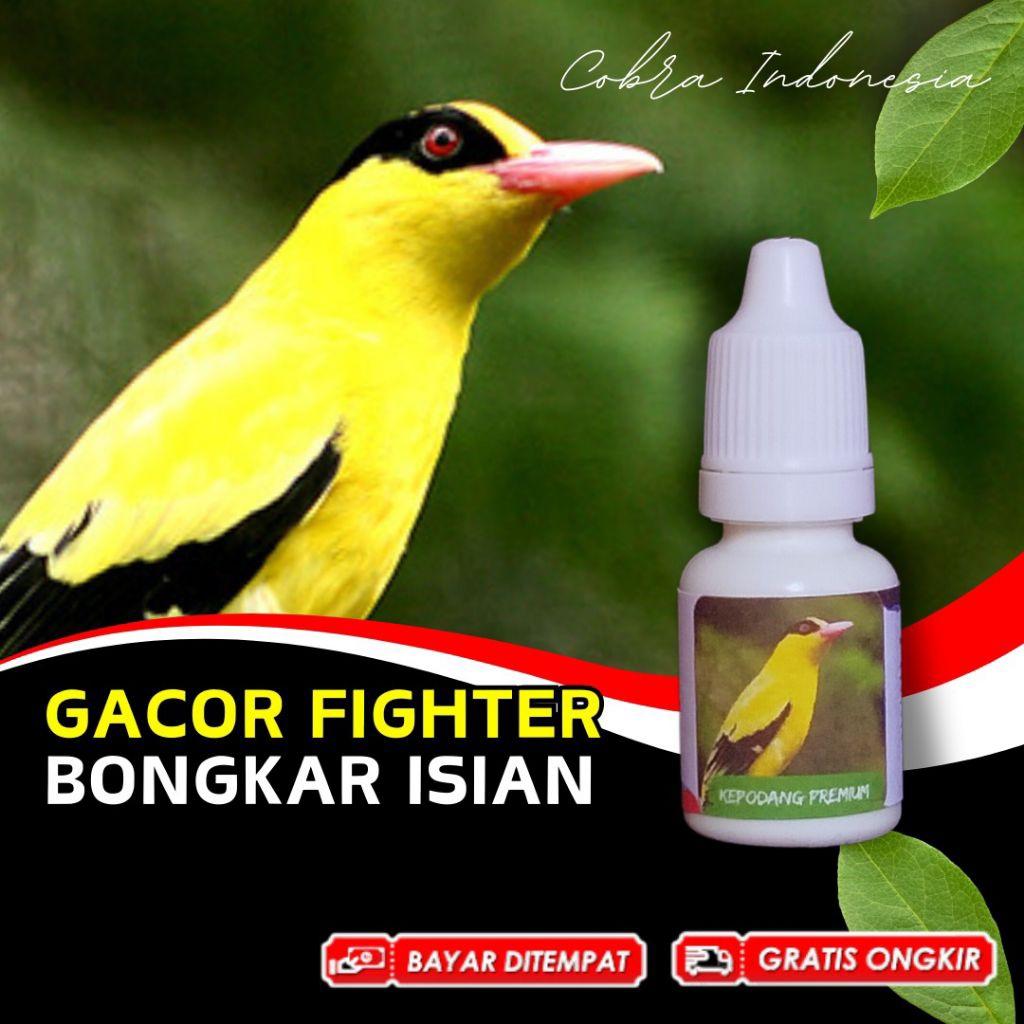Vitamin Burung Kepodang Mas