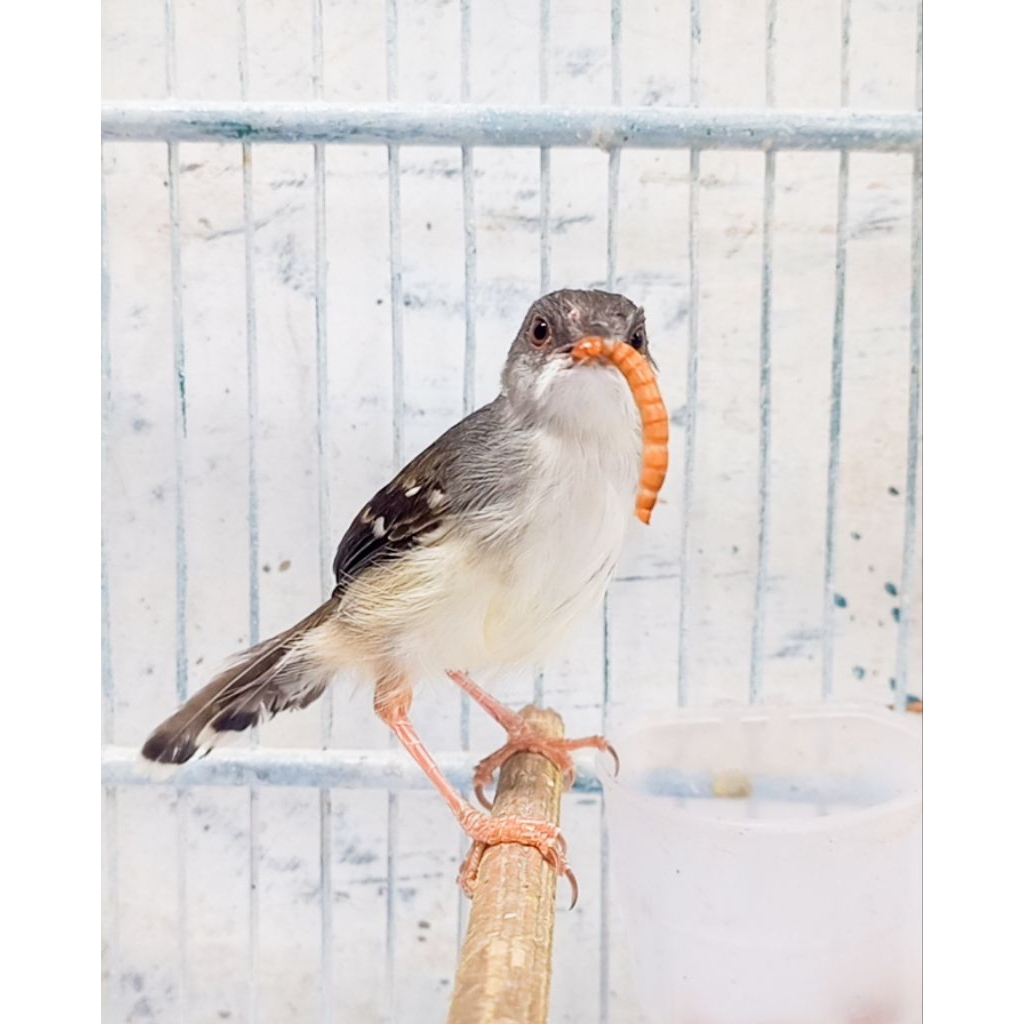 Ciblek putih Gacor Voer