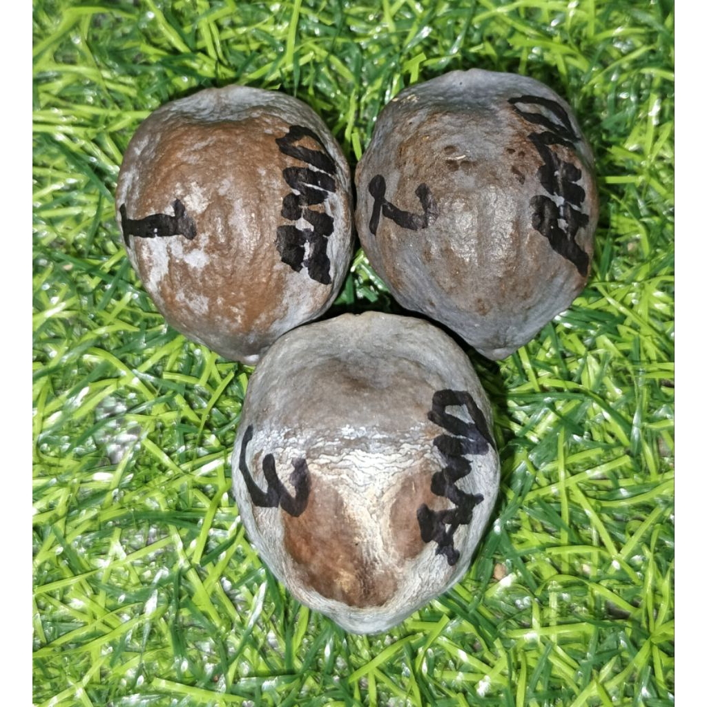 Muncang Anak Mayit Domba