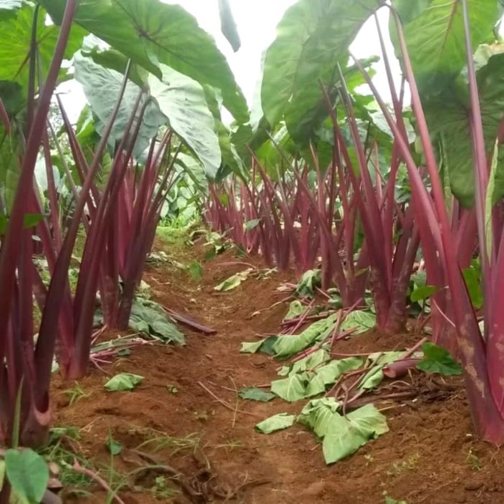 Talas Pratama 3 / Talas Bogor/ Talas Ungu (isi 50 Batang)