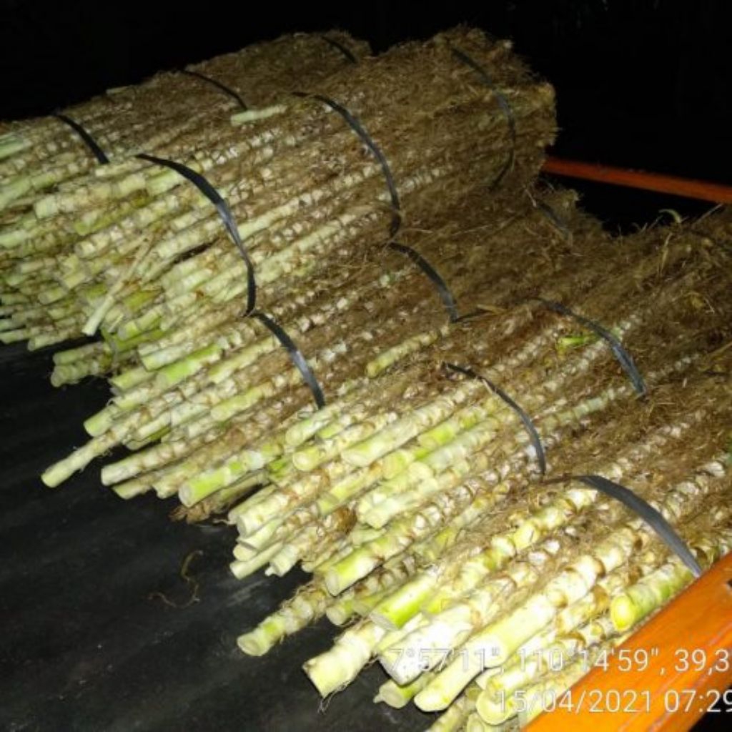 bibit odot/rumput pakan ternak