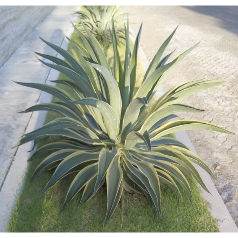 Bibit Agave Mahkota