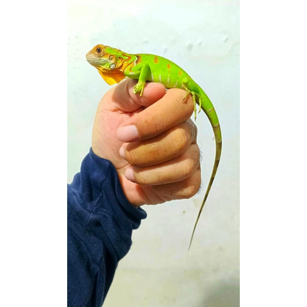 iguana anakan super red