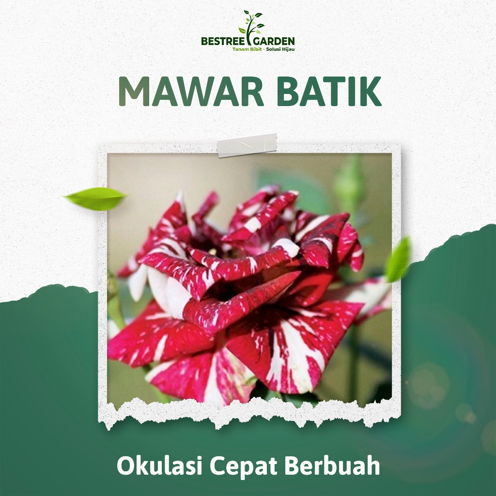 Bibit Bunga Mawar Batik, mawar Holland