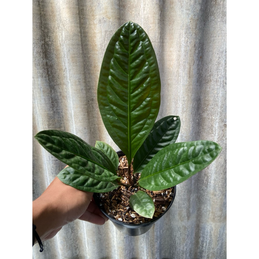 tnaman hias/anthurium superboom clasik/anthurium superbum klasik