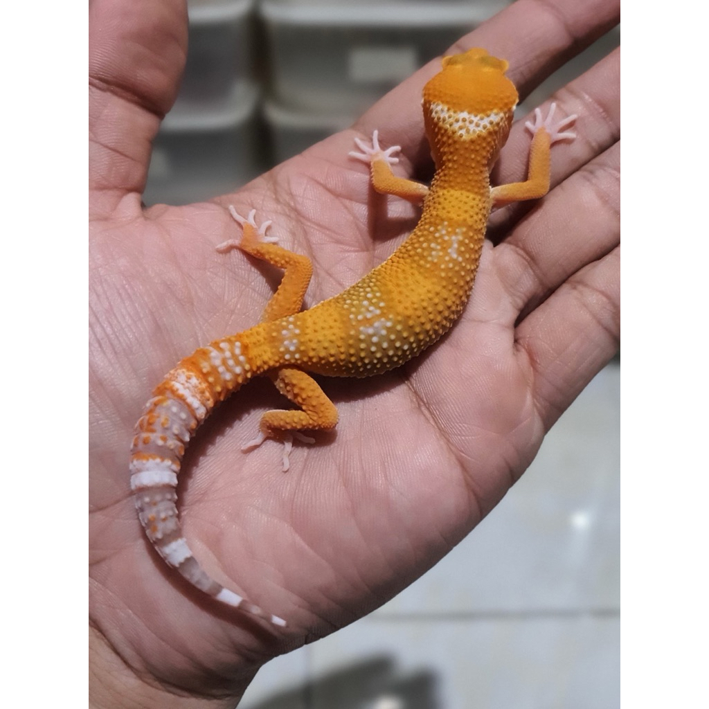 Gecko SHTCTB & Sunglow Jantan Remaja Pilihan Cakep Calon Mutasi Warna Bagus