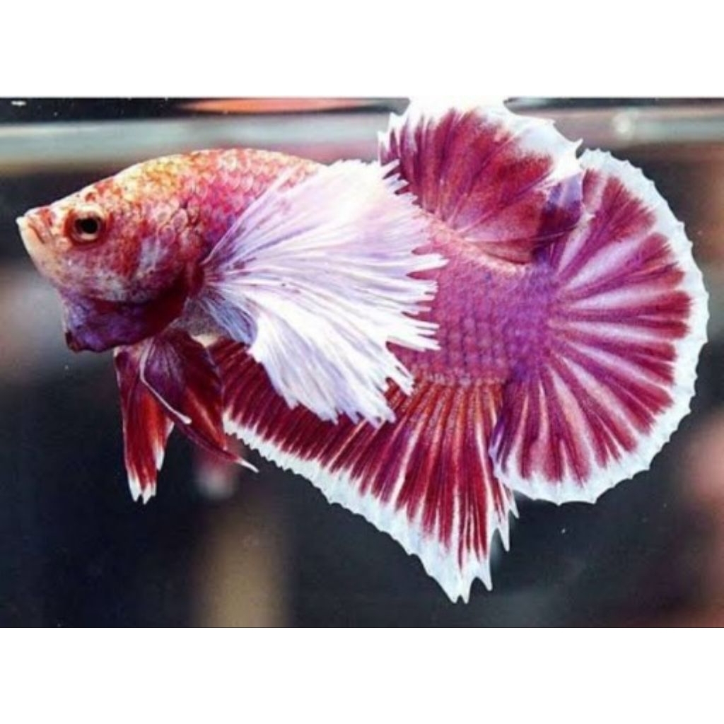 CUPANG dumbo Aer size M+