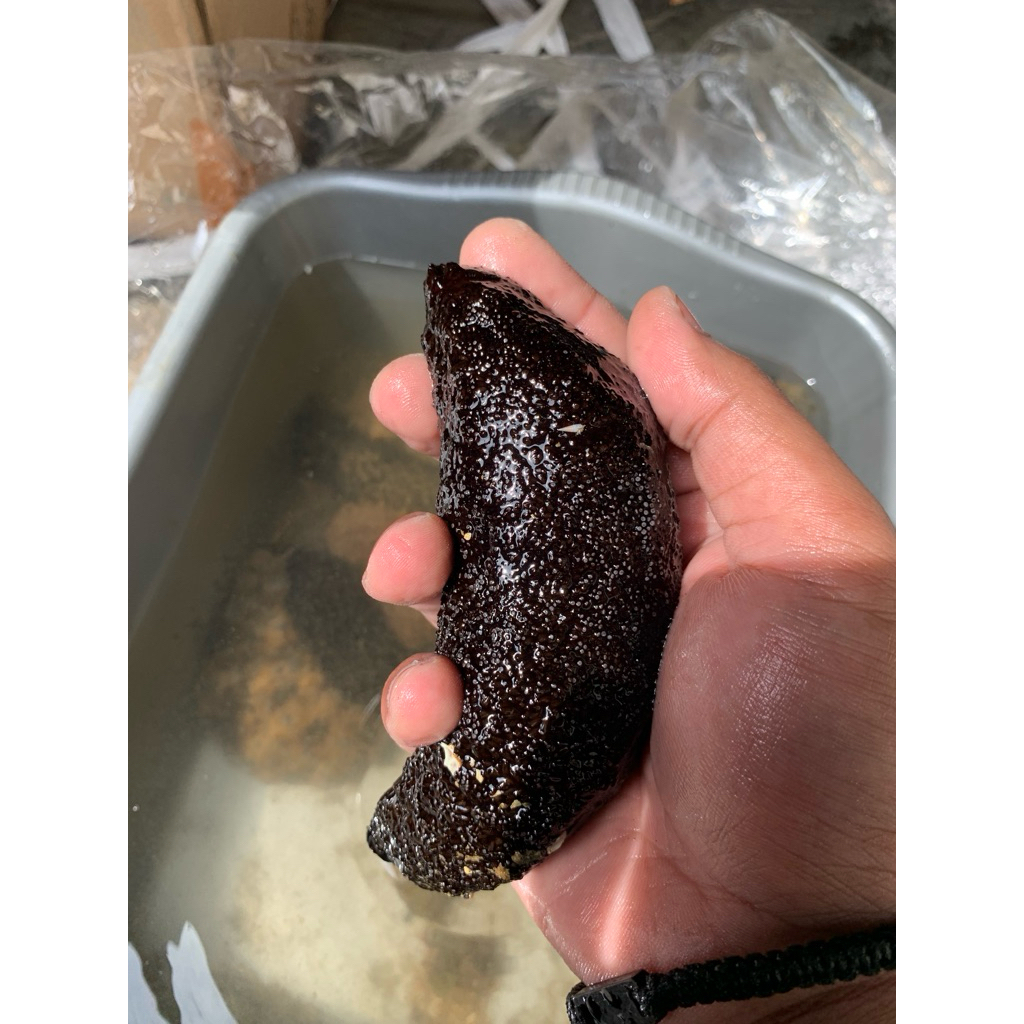 Teripang Hitam / Timun Laut