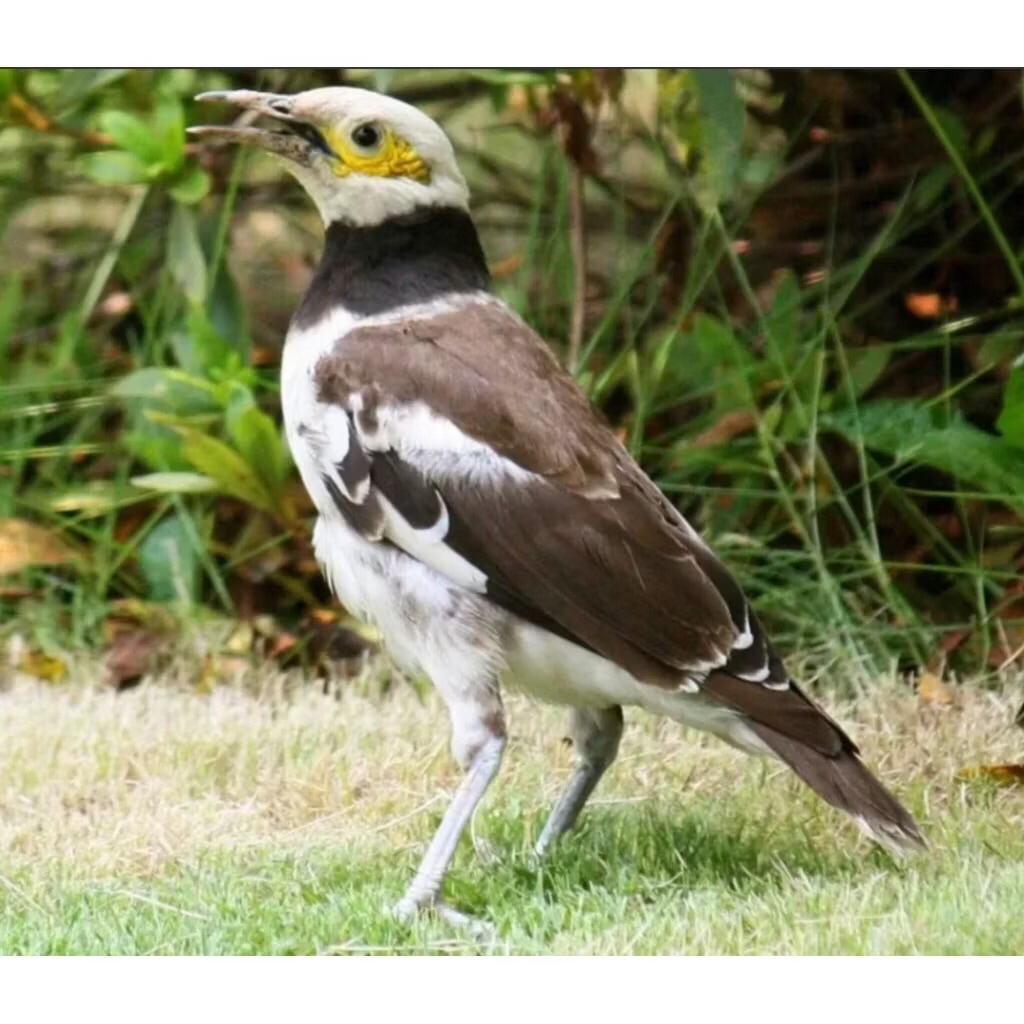 jalak hongkong gacoran super cocok buat peliharan dirumah