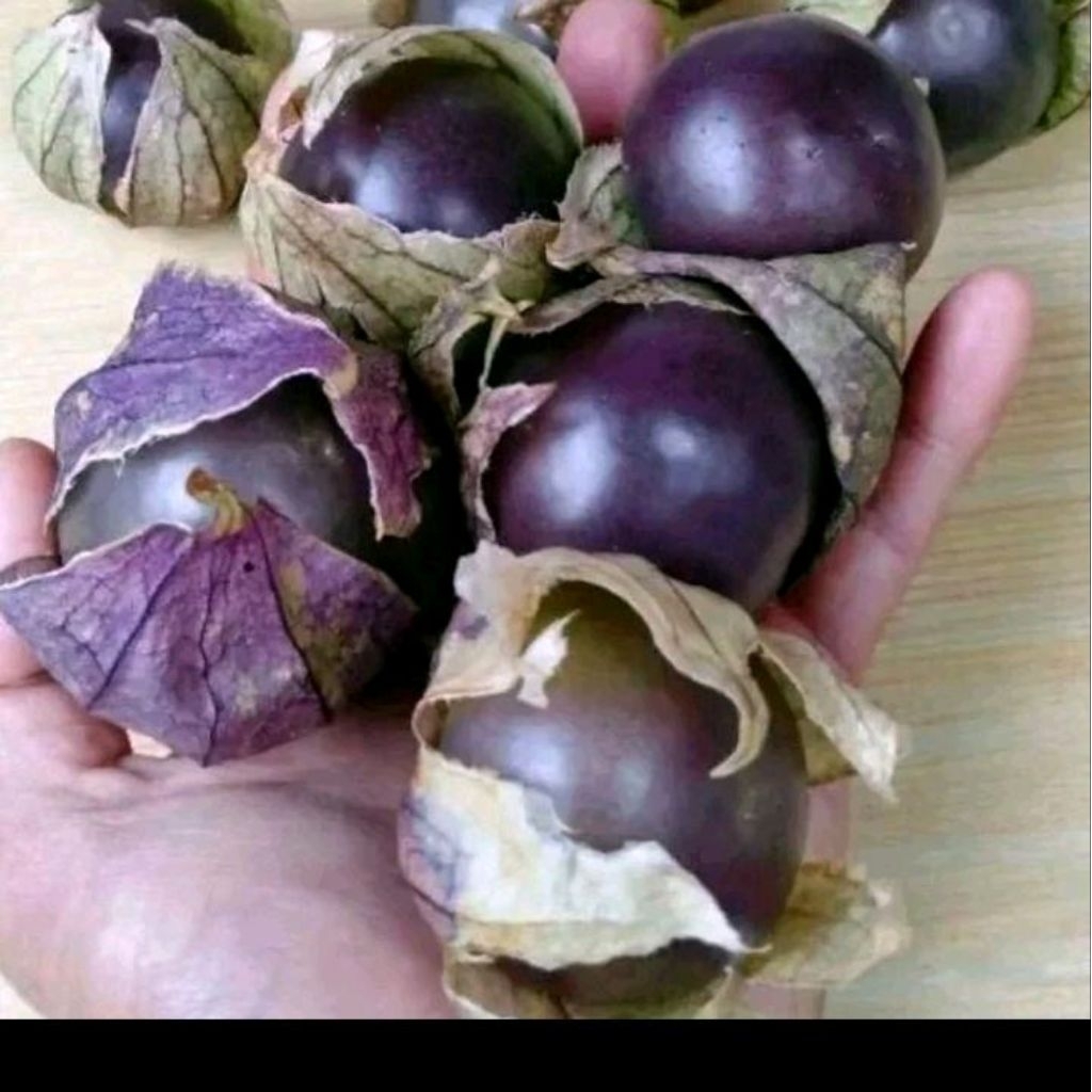 Biji benih ciplukan ungu jumbo