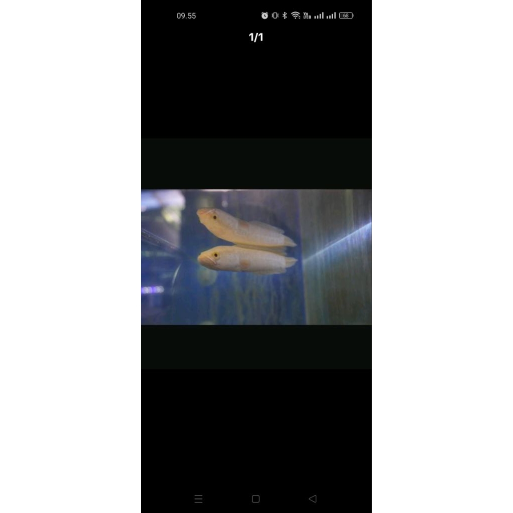 kebutuhan hiasan chana striata albino mata merah