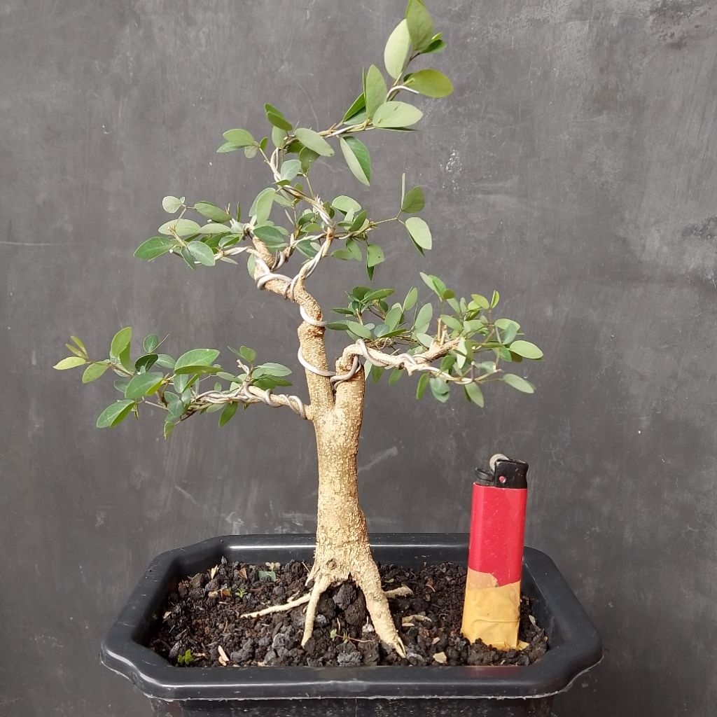 Bahan bonsai asem londo sesuai foto
