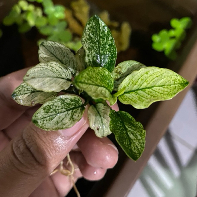 Anubias Pinto
