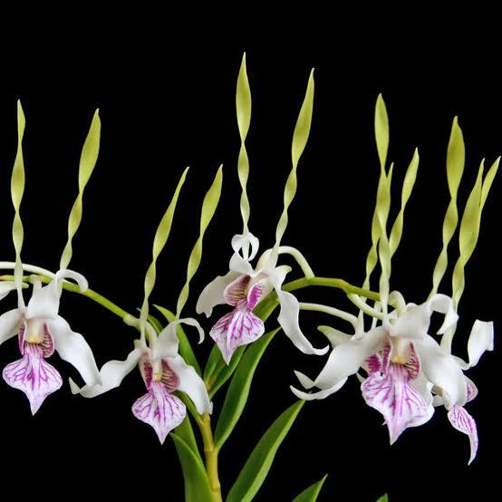 Anggrek Kelinci Papua (Dendrobium antennatum)