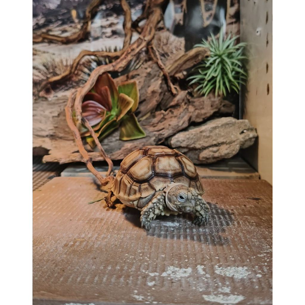 kura Kura Darat Sulcata 7-8 CM