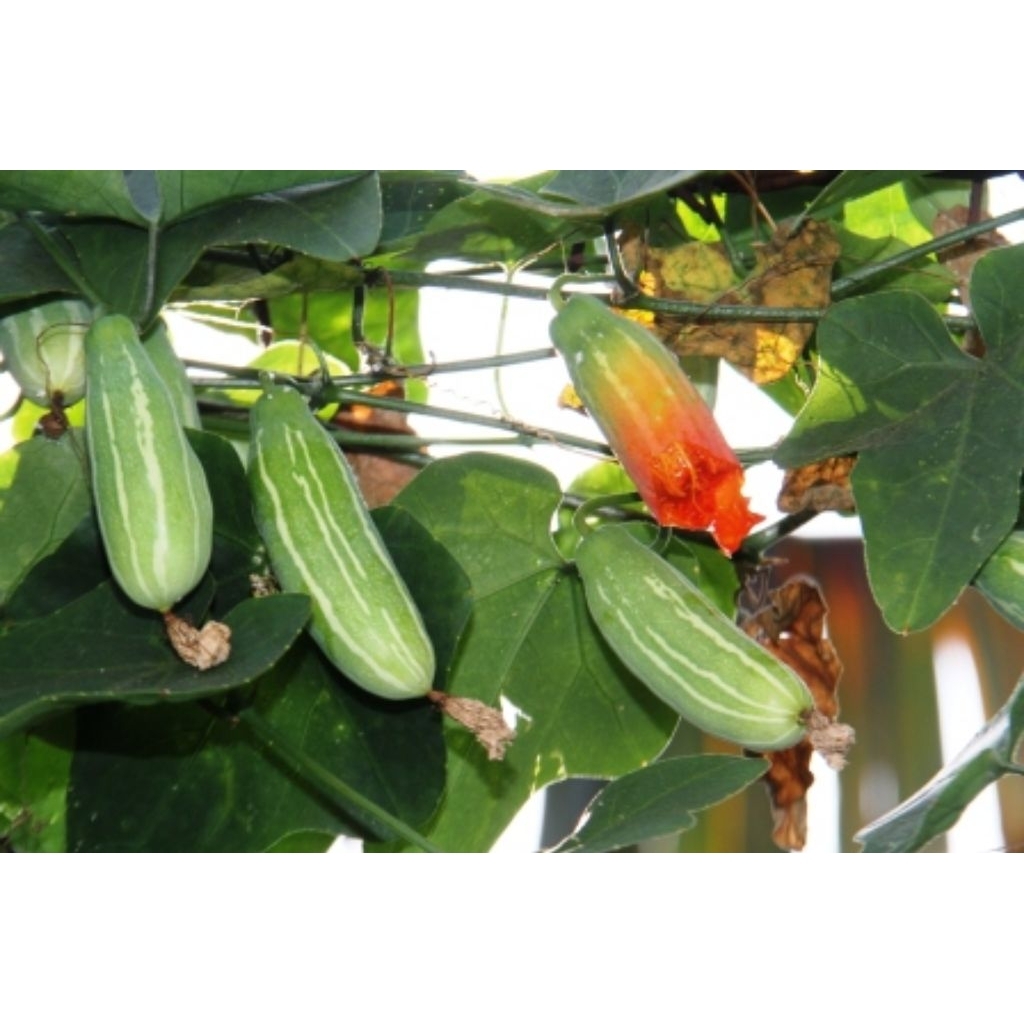 daun timun tikus kemarungan, papasan, atau timun padang di Indonesia segar  pcs