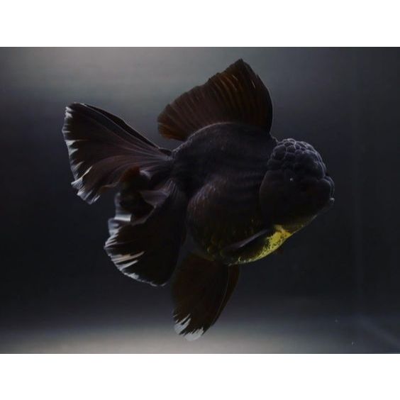 Ikan Orlando Black Jumbo Kepala Jambul Hiasan Aquarium