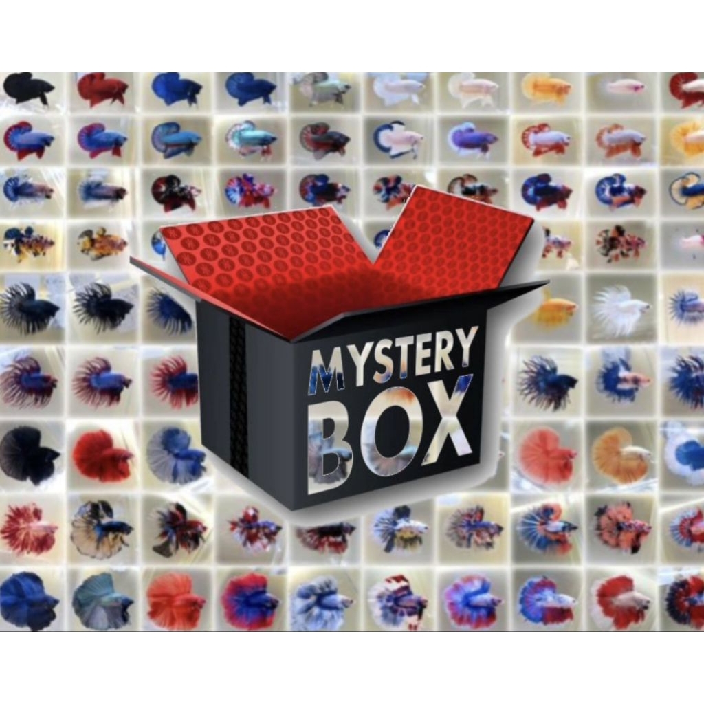 Mister box Ikan cupang ANTI ZONK