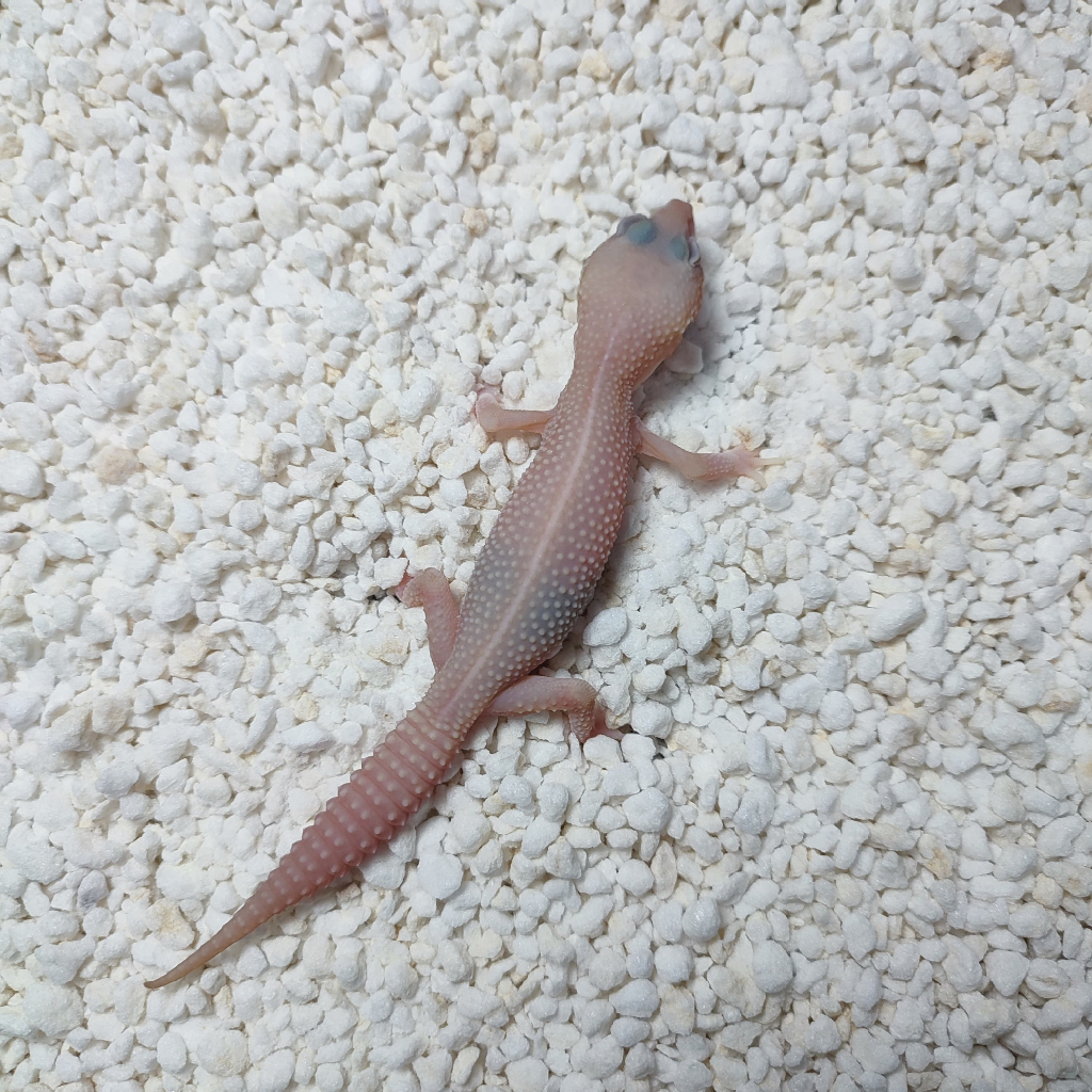 Leopard Gecko - Super Snow Tremper Albino