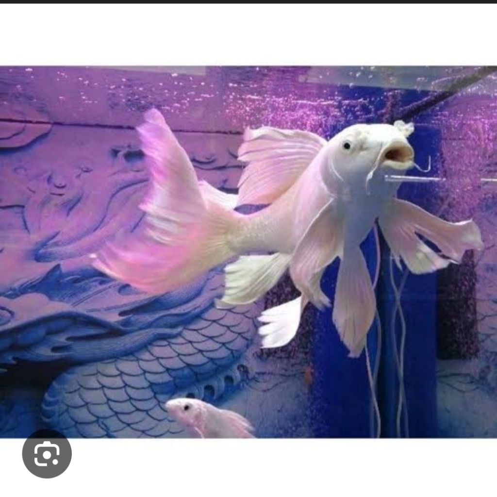 IKAN KOI PLATINUM SLAYER