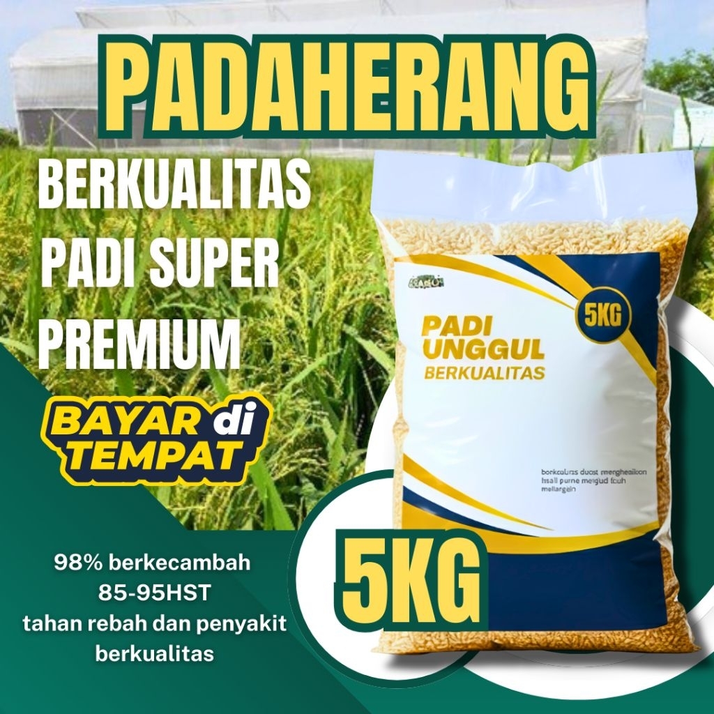 benih padi Padaherang 5kg