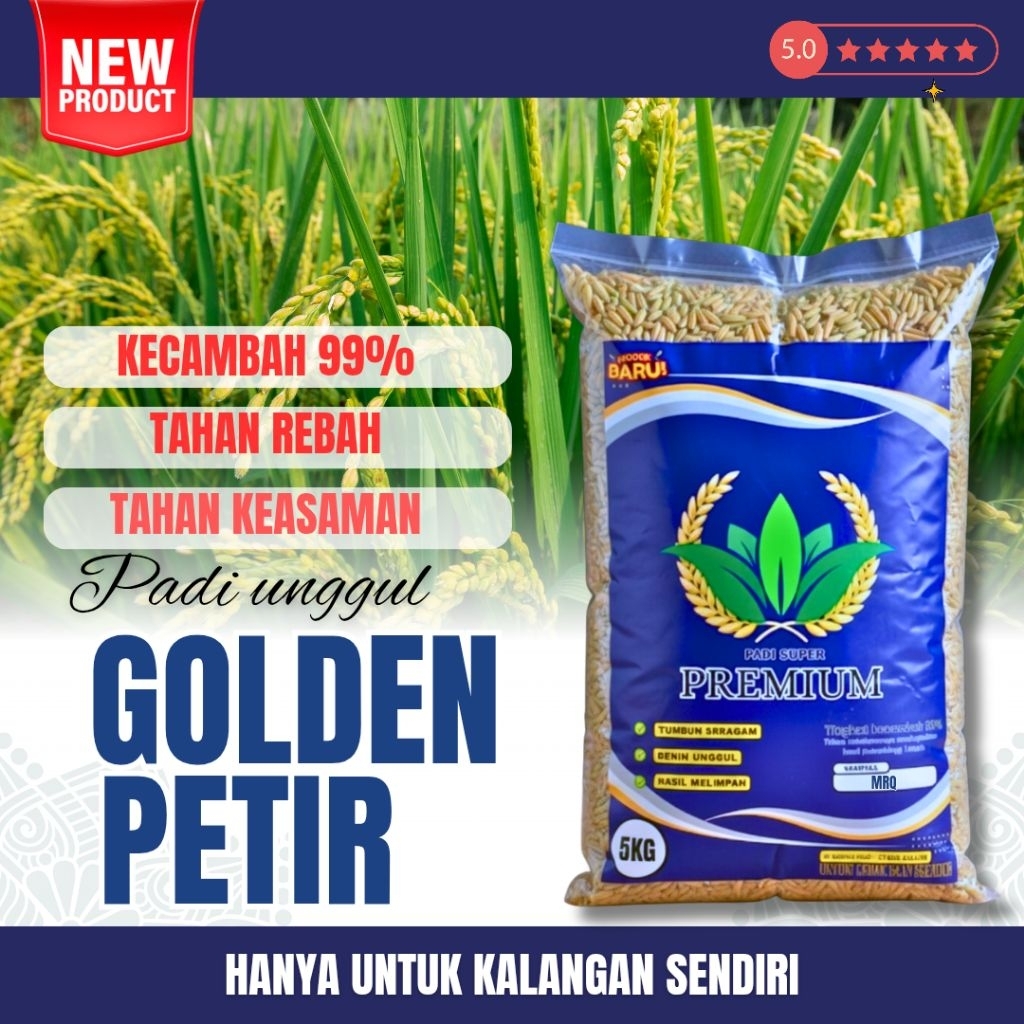 Benih padi unggul golden petir original ( BIBIT PADI UNGGUL GOLDEN PETIR  )