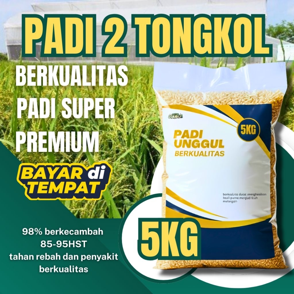 benih padi 2 tongkol 5kg