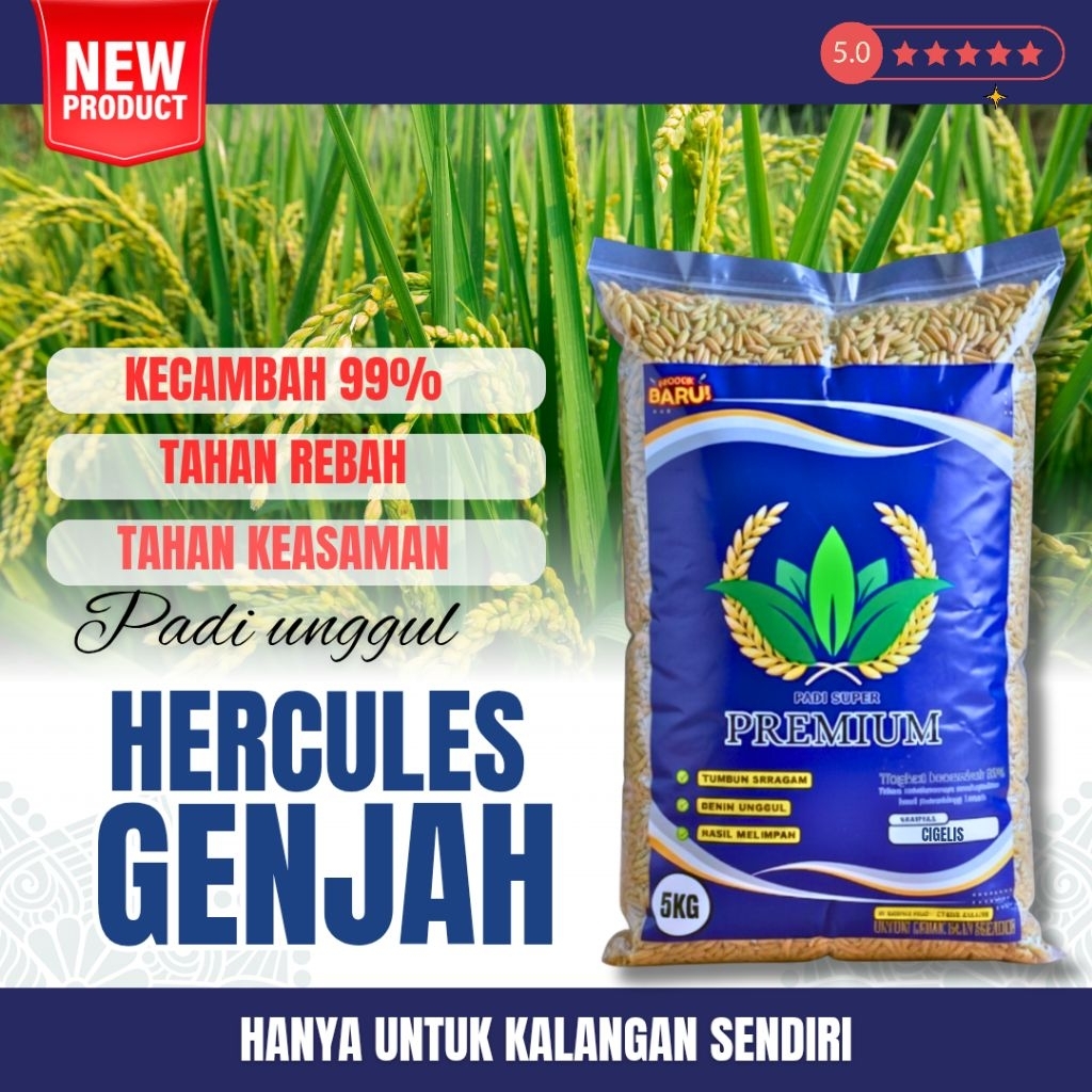 BENIH PADI SUPER GENJAH 5KG ( BIBIT PADI HERCULES 5KG )