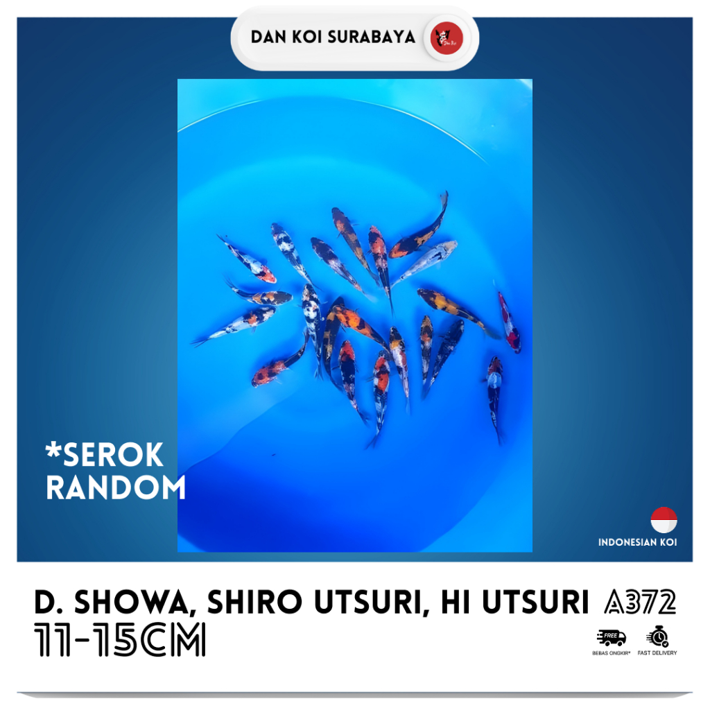 Ikan Koi Doitsu Showa, Doitsu Shiro Utsuri, Doitsu Hi Utsuri Kode A372 (Serok Random)