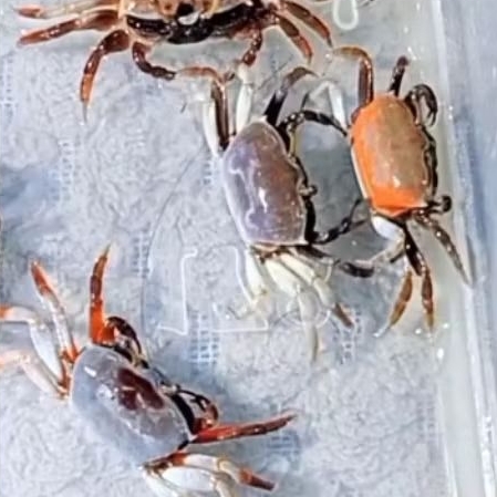 Kepiting Hias Aquascape Air Tawar Aquarium Paludarium