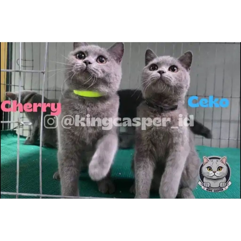 British Shorthair Kitten