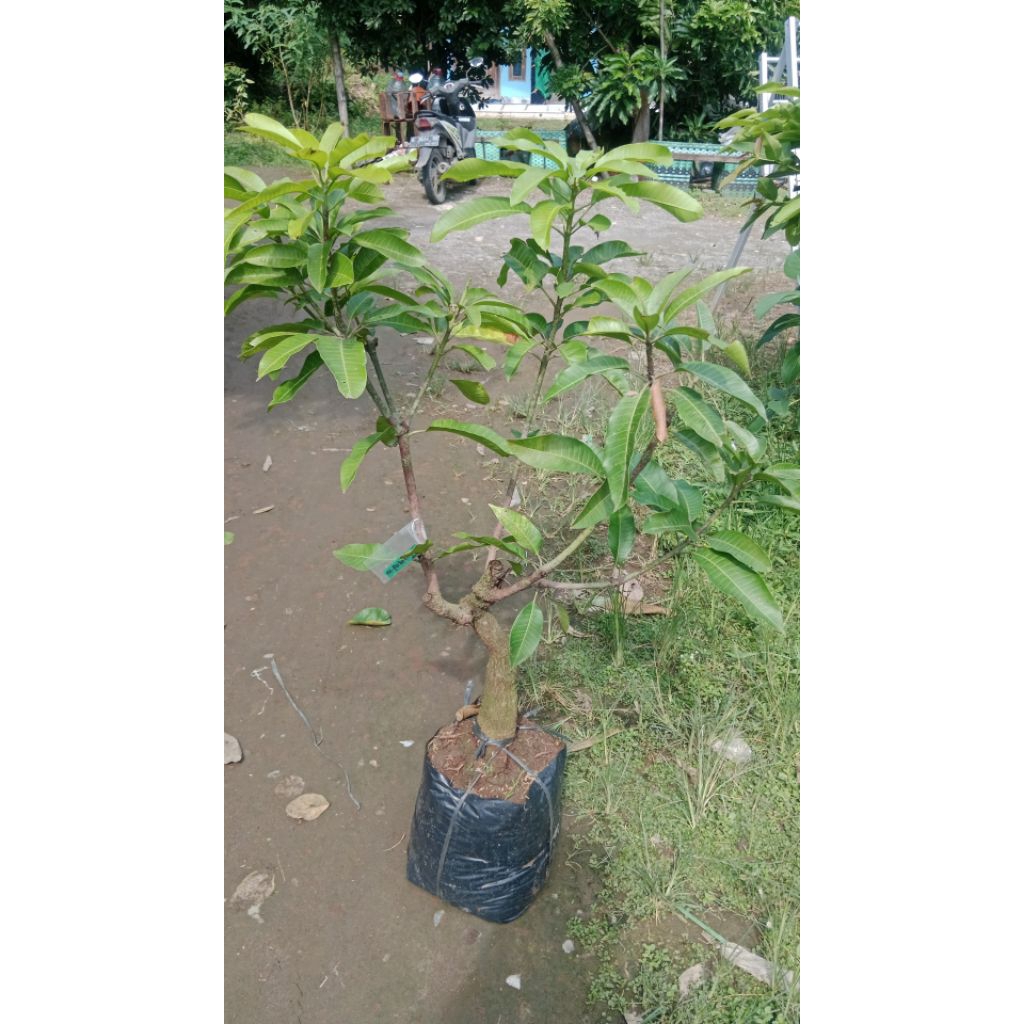 bibit mangga manalagi probolinggo bonsai+packing kayu