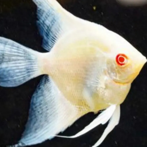 Ikan Hias Manfish Red Eye | Manfish red eye Aquascape | ikan hias aquascape