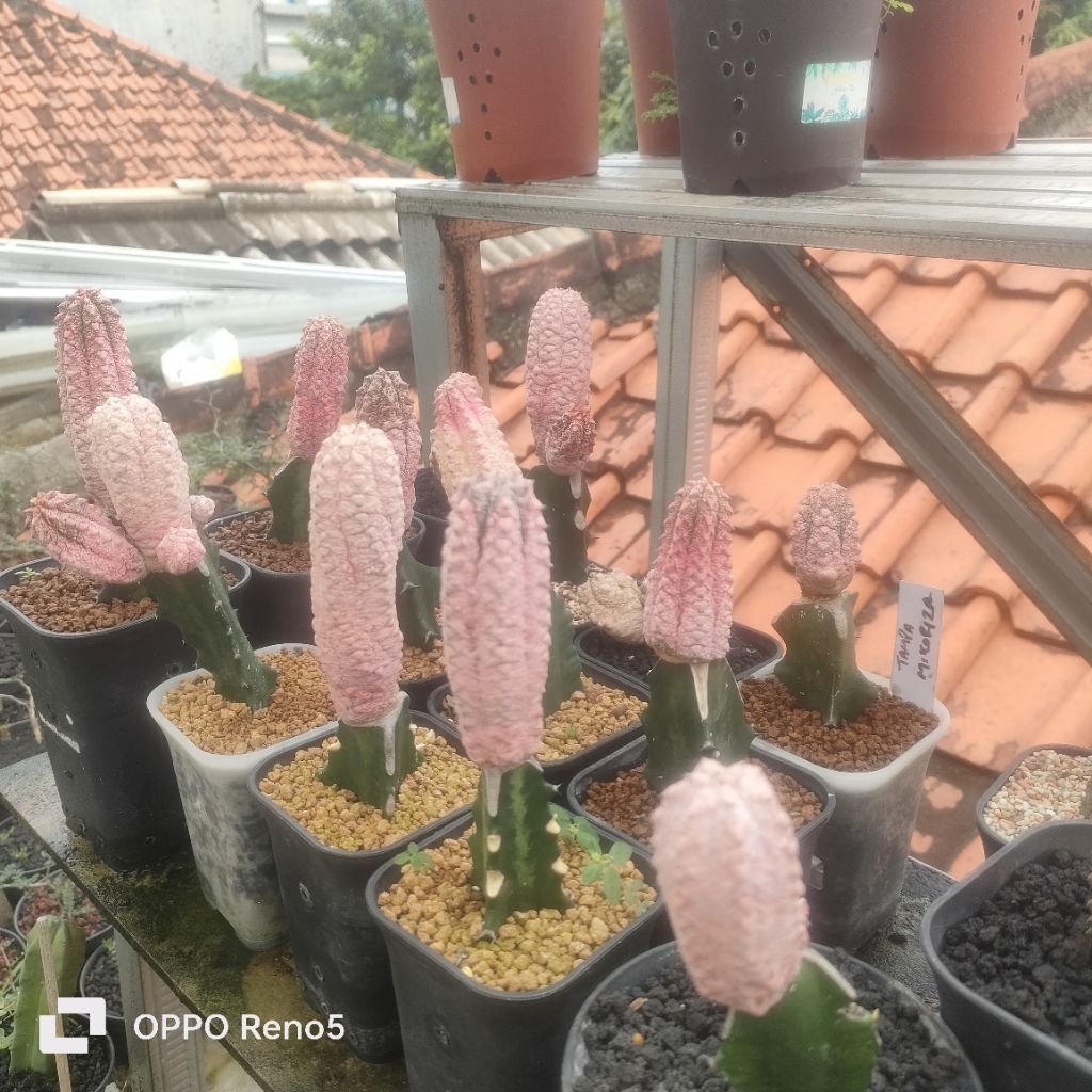 kaktus eksotik euphorbia abdelkuri pink