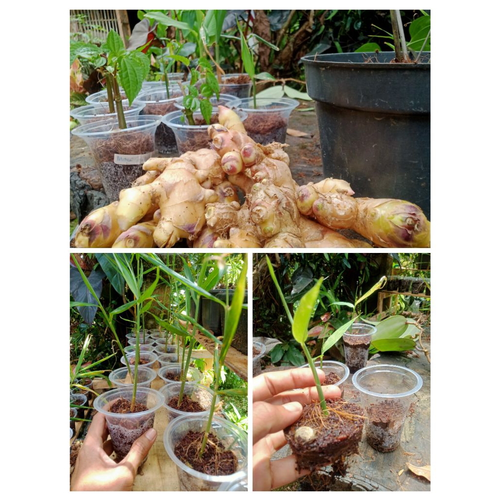 jual bibit satu paket,3 jenis,jahe emprit sudah bertunas,jahe gajah sudah bertunas,dan bibit jahe ga