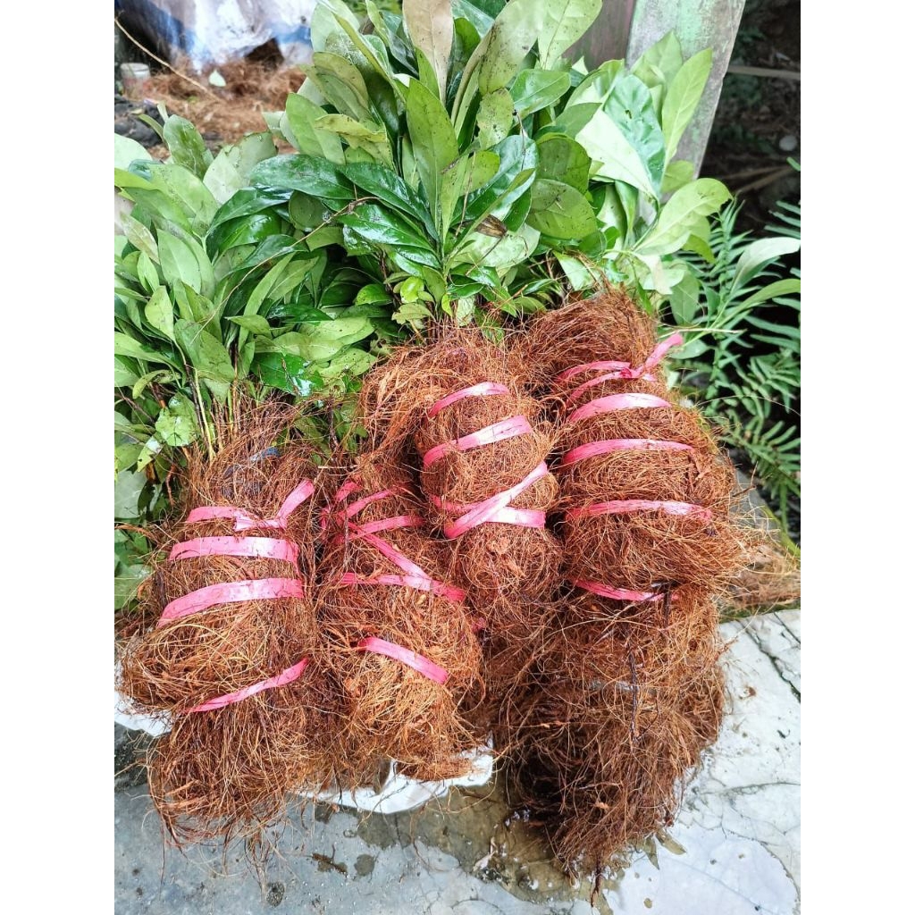 Bibit Kopi Robusta klon Bagio isi 50 Batang