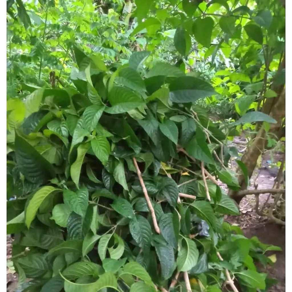 TRICHANTERA GIGANTEA HARGA PER 15 BATANG