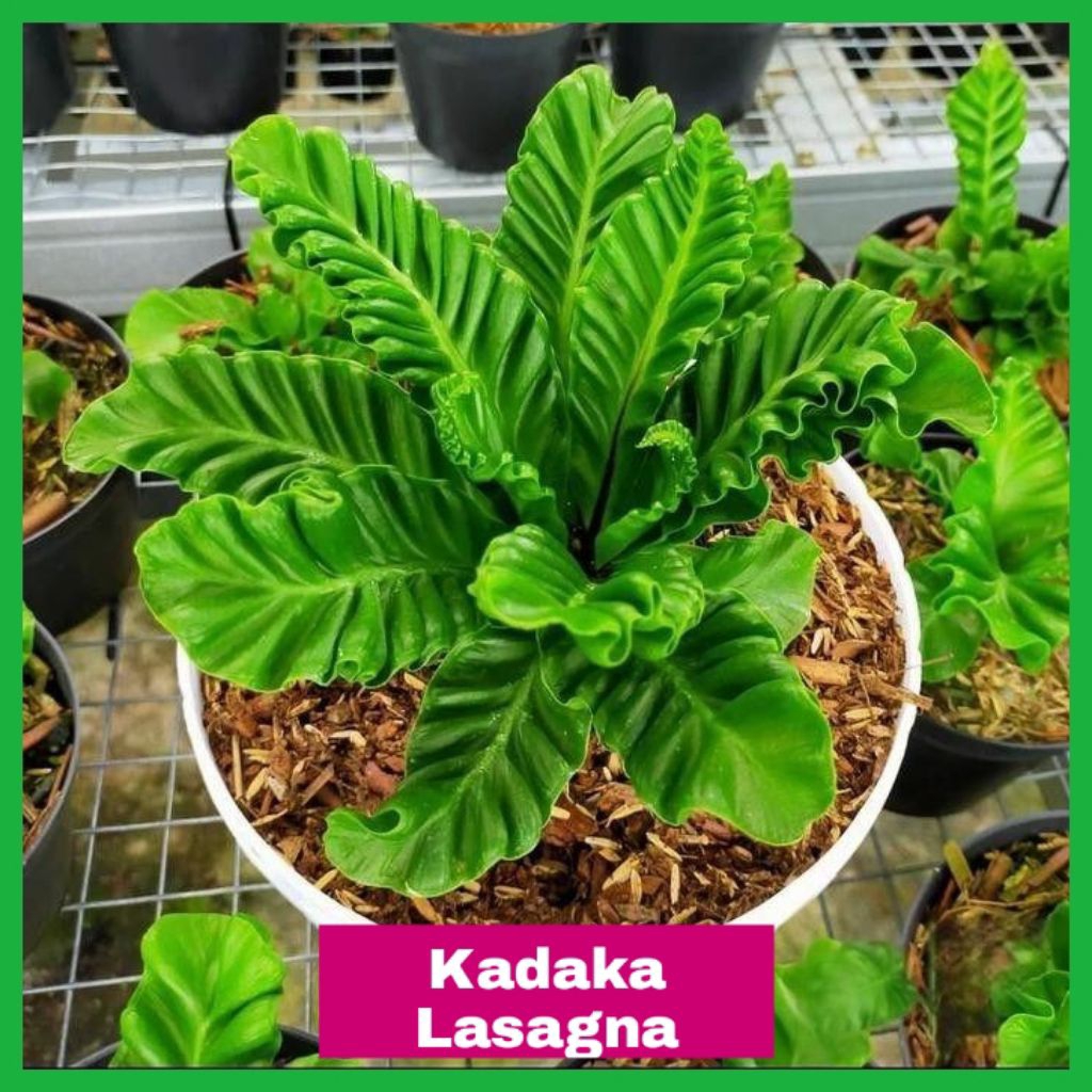 Tanaman Hias Kadaka Lasagna Rimbun & Mudah Perawatan