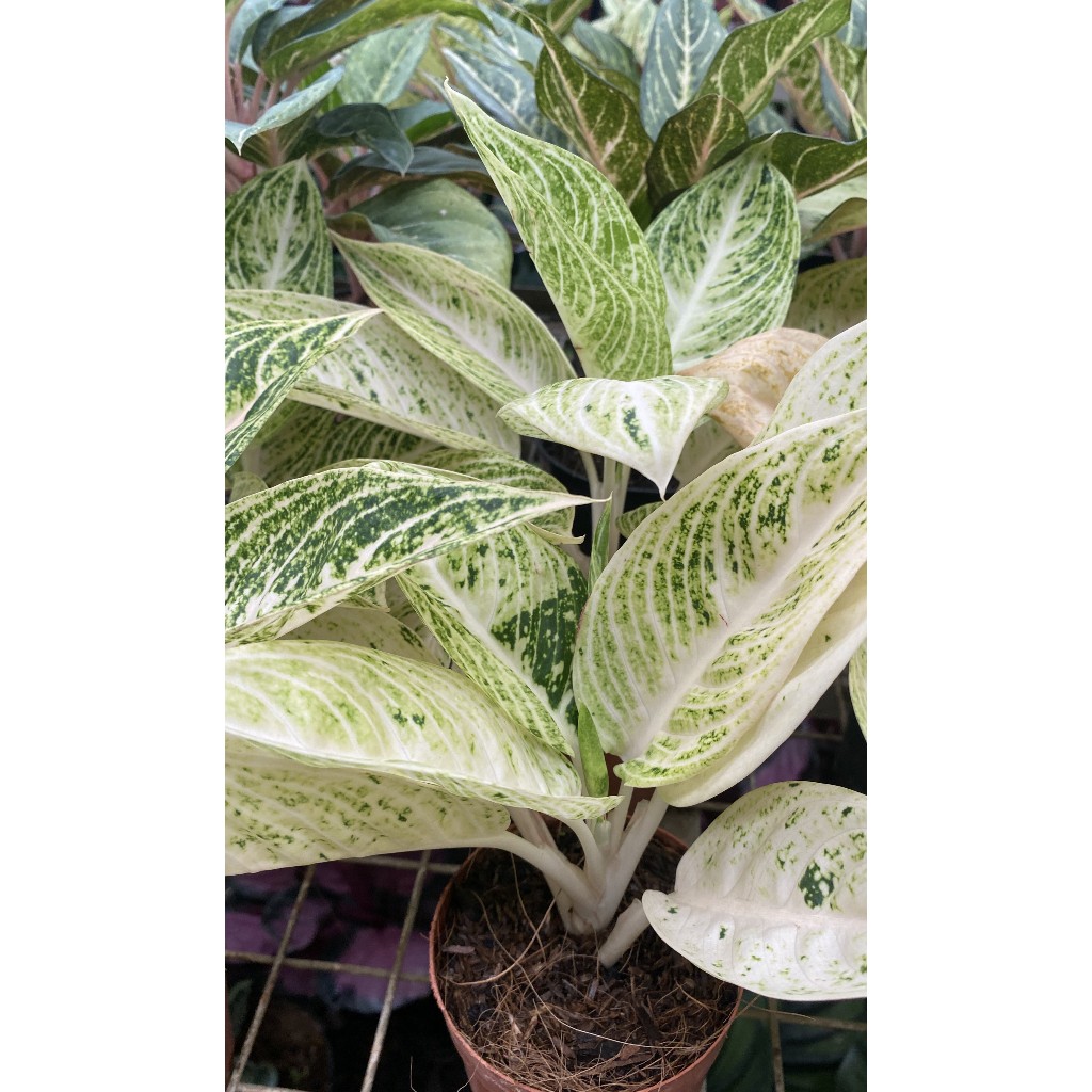 Aglaonema White Legacy  - Far Garden