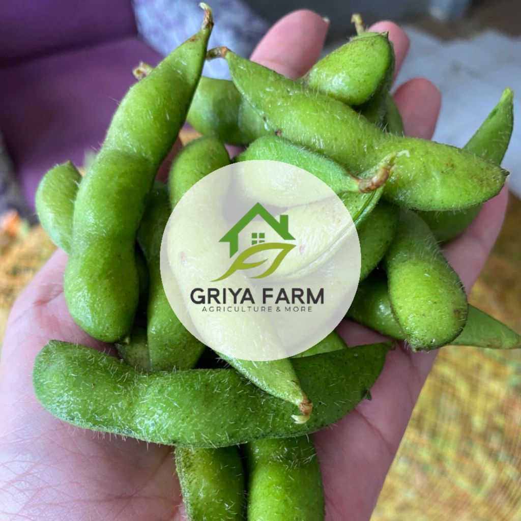 Edamame Kedelai 1 Kg