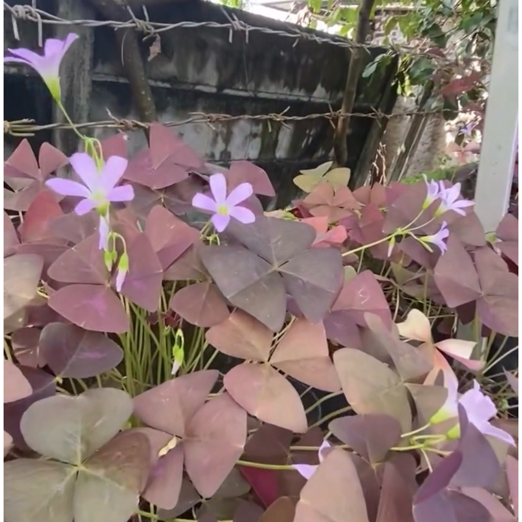 Bunga Kupu-kupu / Oxalis